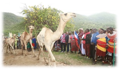His Excellency Lati Lelelit is distributing Somali camels to Swari herders in Samburu East sub-county.