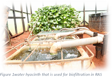 Water hyacinth used for biofiltration in RAS