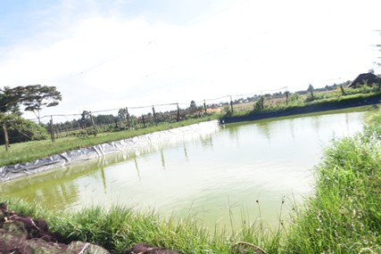 A lined earthen pond at Sila Bore’s farm in Sergoit Ward, Moiben Sub-County, designed to retain water and enhance fish production in drought-prone areas
