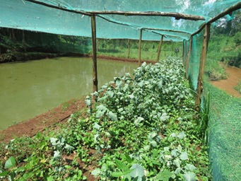 Fish–vegetable farming which maximizes land, boosting growth