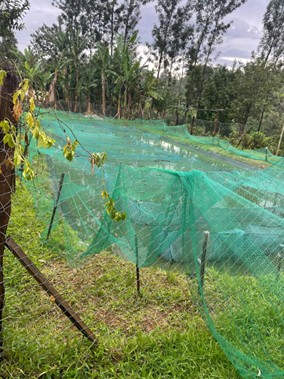 Nets installed around fishponds to act as predator barriers, protecting fish from birds