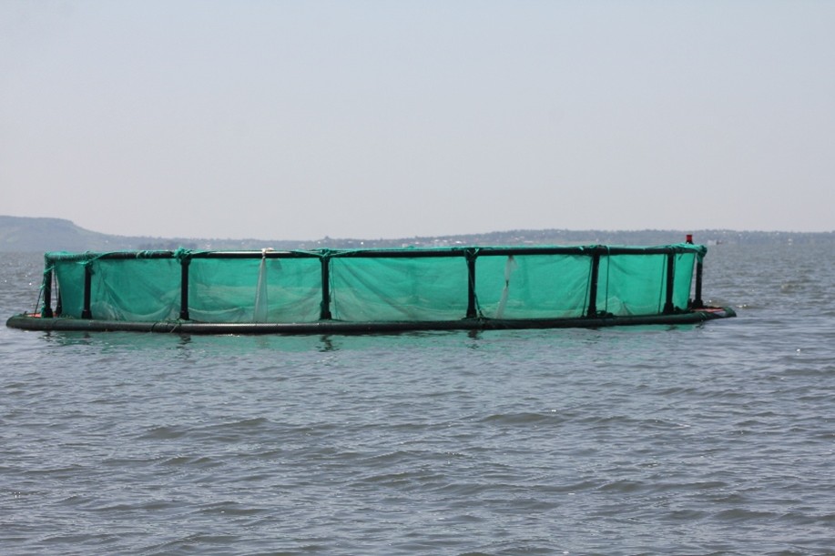 Rusinga Nile Perch Youth Group’s floating fish cage at Rusinga Island, supported by YISA to advance sustainable aquaculture