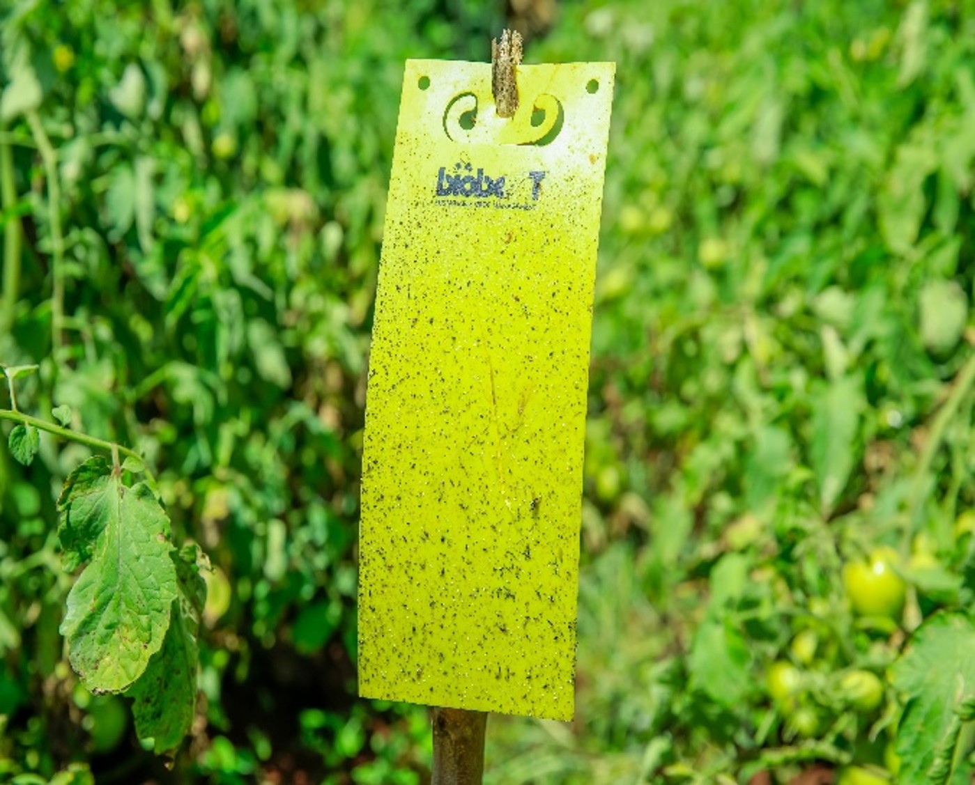 Pheremone Trap at Kiaga Demo Farm, Kirinyaga County